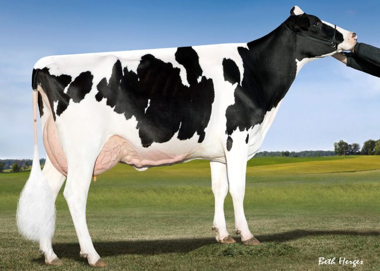 MD-Maple-Dell After Dicey, EX-91 | Daughter of 94HO14105 Aftershock | Owned by Maple Dell Farms