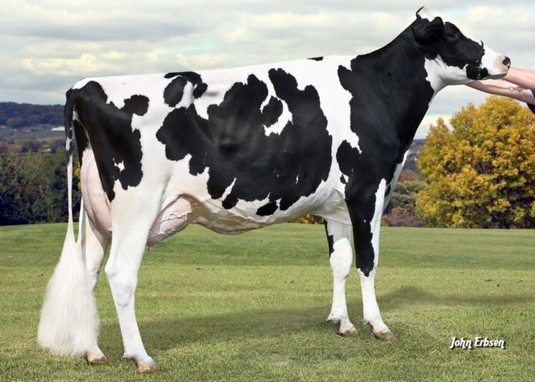 RJR Aftershock Destiny-ET, EX-93 | Daughter of 94HO14105 Aftershock | Reserve Grand Champion, Northwest Illinois District Show 2015 | Owned by Darcy Steffes