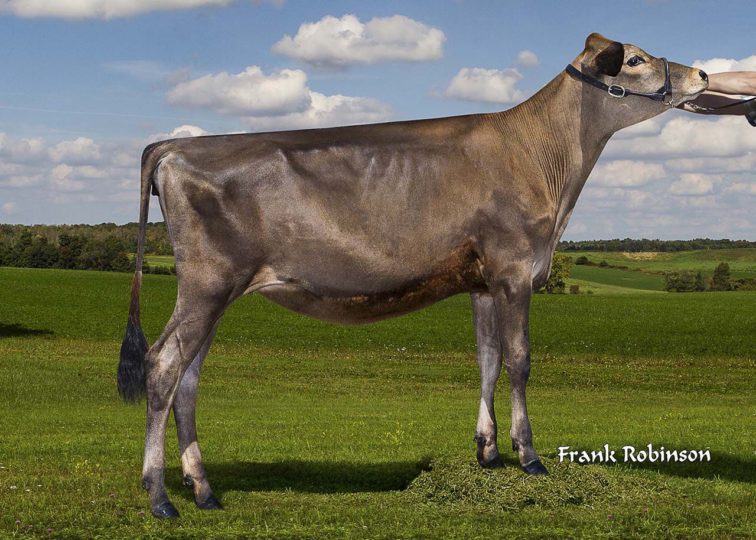 Kash-In Adreas 47543-ET | Daughter of 94JE4036 Andreas | Junior Champion, CA State Show 2016 | Owned by Rancho Teresita Dairy