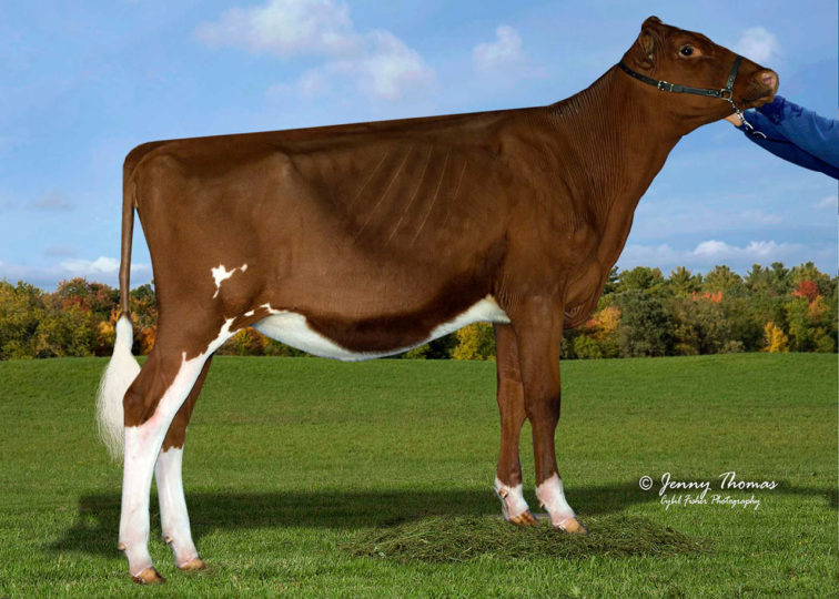 Ranchdale Addic Chili Pepper-Red | Daughter of 94HO0895 Addiction-P-Red | Junior Champion, Eastern States Expo R&W Show 2015 | Owned by Clay, Cora, Curtis & Carlie Gunkelman