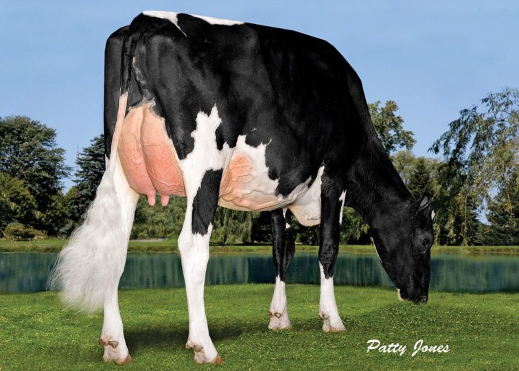 Misty Springs Lavanguard Sue, VG-89 | Dam of 94HO18609 Sandstorm