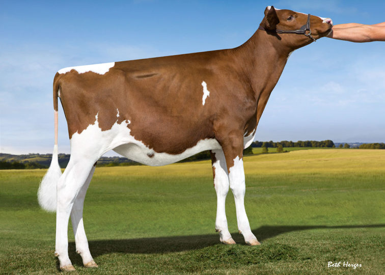 Kamps-Hollow Arielle-Red-ET | Daughter of 94HO0895 Addiction-P-Red | Kyra & Kenzie Danz