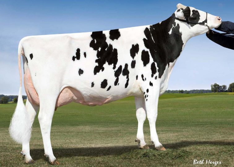 MD-Maple-Dell After Grady, EX-90 | Daughter of 94HO14105 Aftershock | Owned by Caitlin Patrick