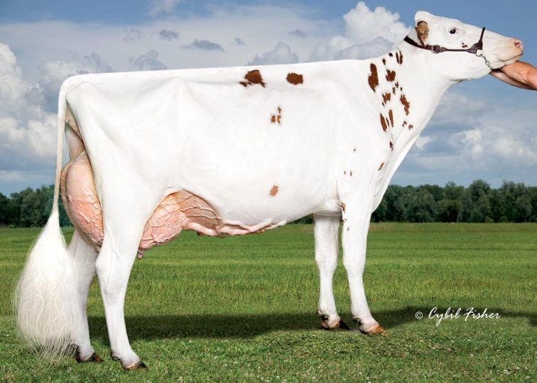 Ms Roll-N-View Althea-Red-ET, EX-91 | Dam of 94HO18241 Ammo-P*RC