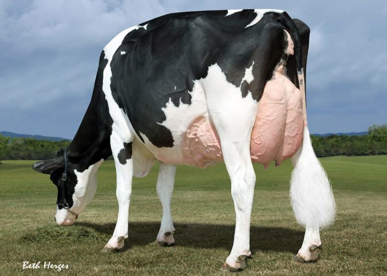 Luck-E Advent Asia-ET*RC, EX-94 | 2nd Dam of 94HO0910 Aristocrat-Red