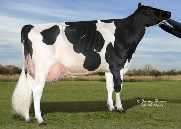 OCD Mogul Jenna Fischer-ET, EX-93 | Full Sister to the 2nd Dam of 94HO18655 Big Flavor
