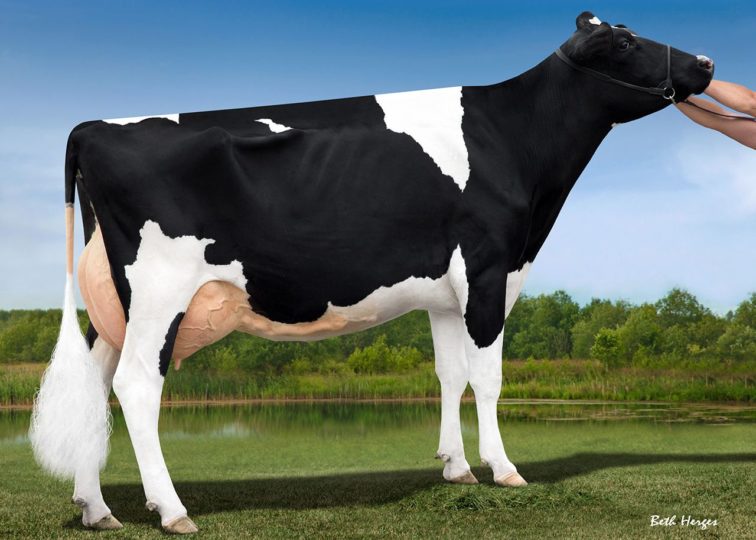 Arethusa After All-ET, EX-92 | Daughter of 94HO14105 Aftershock | Owned by St. Jacobs ABC