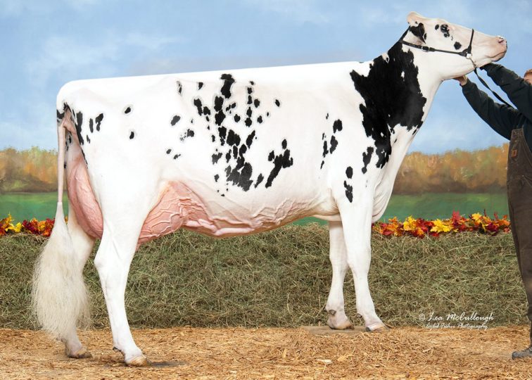 Futurecrest Aftershock Tahlia, EX-92 | Daughter of 94HO14105 Aftershock | Grand Champion, Mid-East Fall National 2015 | Owned by Glamourview & Dupasquier