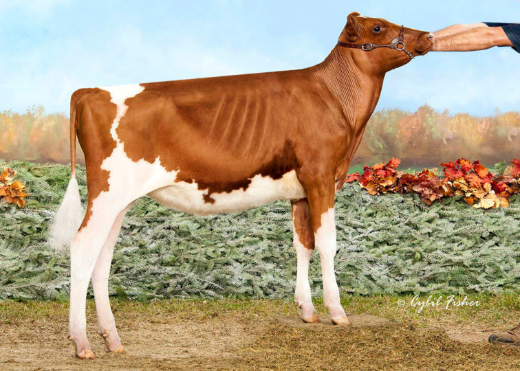 Entourage-LC A Fiona-ET | Daughter of 94HO0895 Addiction-P-Red | 1st Spring Calf, International R&W Show 2017 | Owned by Charlotte Sauder