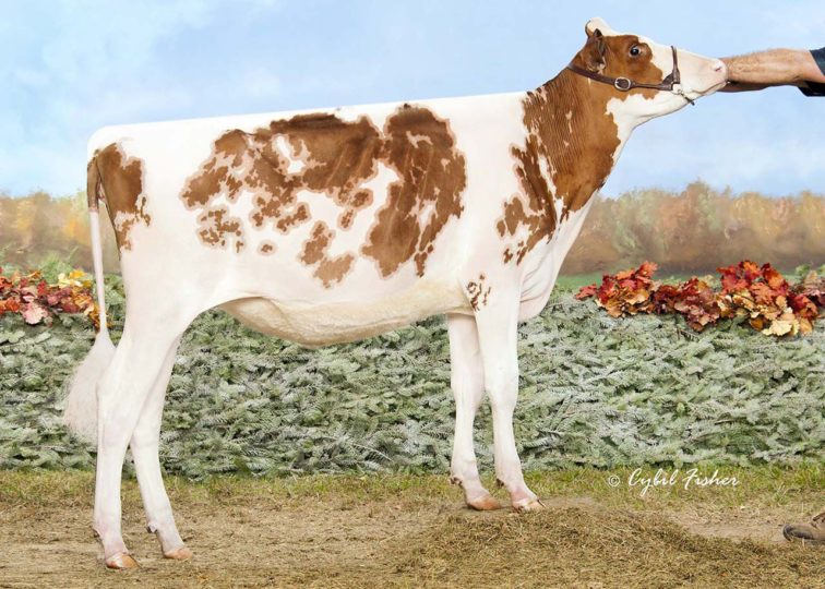 Entourage-LC Fire-Red-TW-ET | Daughter of 94HO17973 Hypnotic*RC | Owned by Brilee Tucker & Hadley Olt