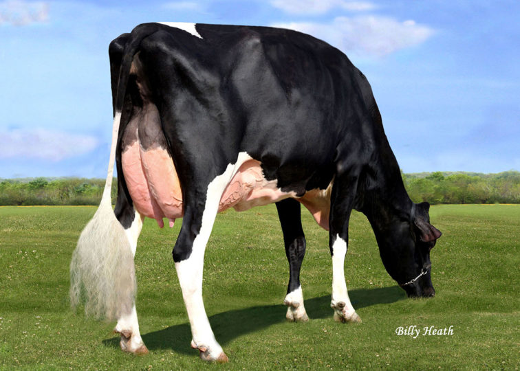 Ms Apples Ainsley-ET*RC, EX-90 | Dam of 94HO0895 Addiction-P-Red