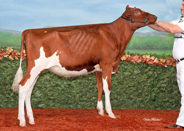 Jolibois Fee Apple Addiction-Red | Daughter of 94HO0895 Addiction-P-Red | Owned by Roberto Dufour