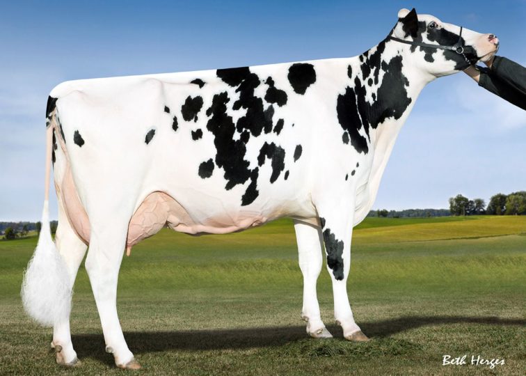 Sunny-Valley Aftrshk Lacoon, EX-92 | Daughter of 94HO14105 Aftershock | Grand Champion, WI District 5 Junior Holstein Show 2015 | Owned by Johanna Madland