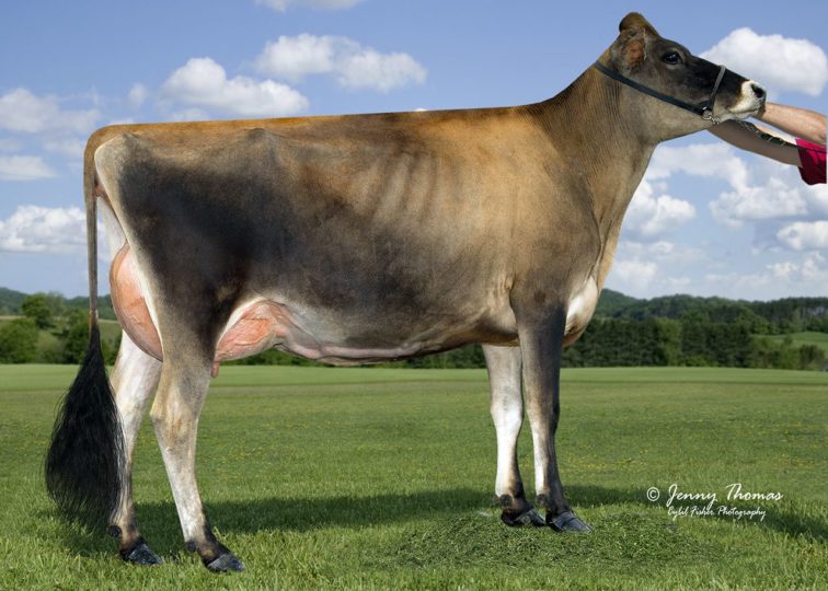 Gordons Adreas Little Cookie, 88% | Daughter of 94JE4036 Andreas | Owned by Aubree & Aiden Topp
