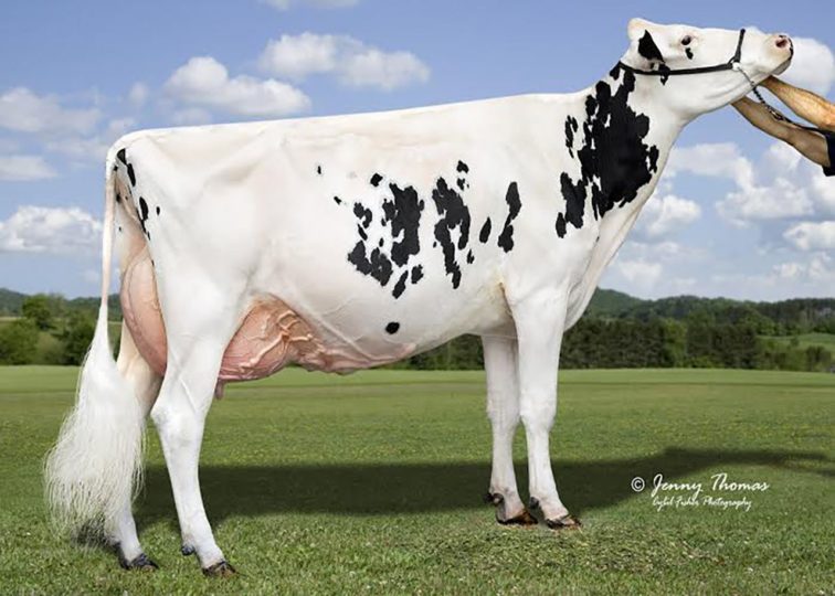 Ernest-Anthony Too Hot-ET, EX-91 | Daughter of 94HO14105 Aftershock | Owned by St. Jacobs ABC