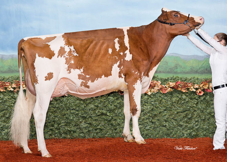 Jolibois Fatal Addiction-Red, EX-92 | Daughter of 94HO0895 Addiction-P-Red | Owned by Ferme Rolandale Enr