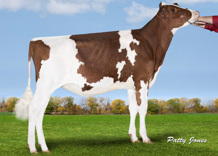 Lilacridge Addiction Jembrook | Daughter of 94HO0895 Addiction-P-Red | Owned by Cedarholme Holsteins