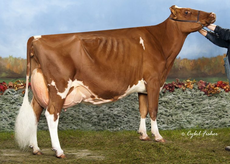 Ms Delicious Apple-Red-ET, EX-94 2E | 2nd Dam of 94HO17993 Daniel*RC