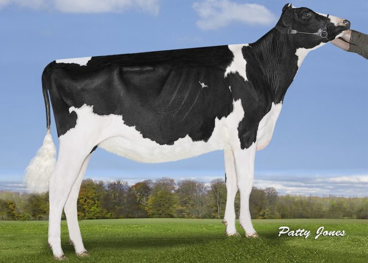 Maple-Downs Hypnotic Ali-ET | Daughter of 94HO17973 Hypnotic*RC | Owned by Vogue Cattle Co. & Silvercap Holsteins