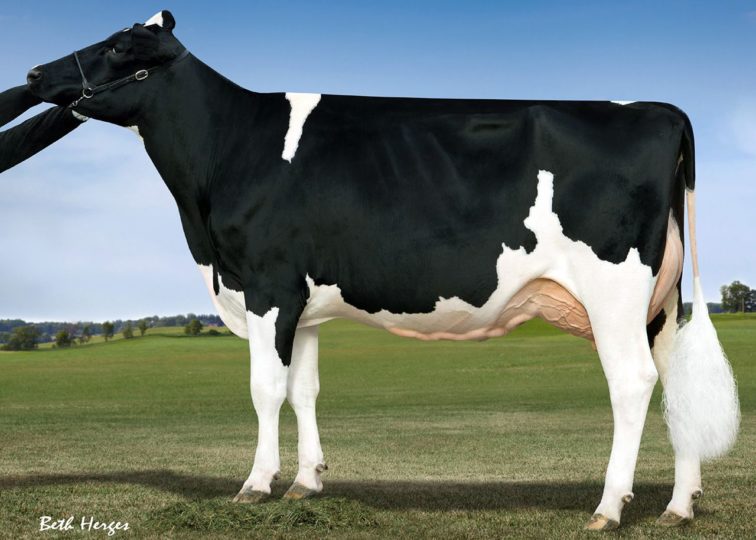 MD-Maple-Dell After Inez, EX-94 | Daughter of 94HO14105 Aftershock | Owned by Derek Patrick