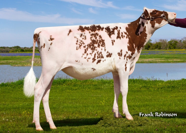 Lyn-Vale Julieann-Red | Daughter of 94HO18820 Addison*RC | Owned by Mitchell Coleman & Kestin & Kinley Martin