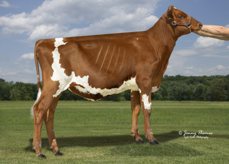 Old-Bankston-Al Whoops | Daughter of 94AY7665 Remsberg | Owned by Ava Lahmers