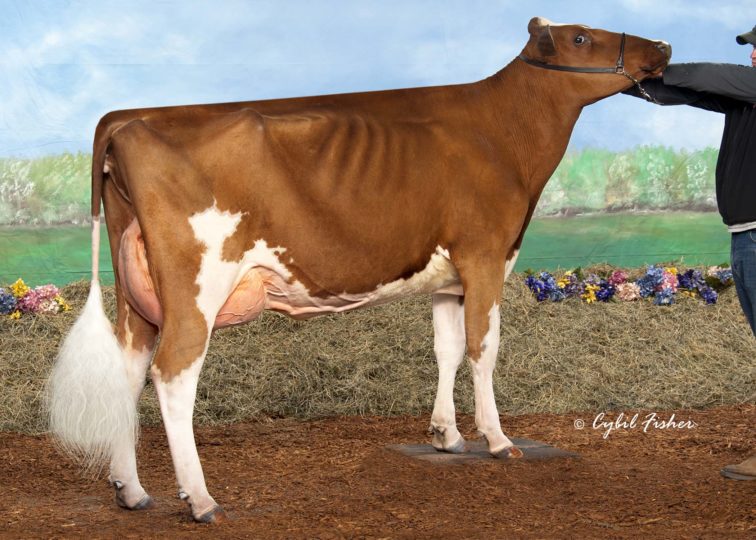 Kamps-Hollow Ainslie-Red-ET | Daughter of 94HO0898 Addiction-P-Red | Owed by Heather Hodges