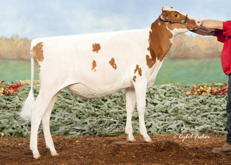 Rolfdale Ammo Jewel-Red | Daughter of 94HO18241 Ammo-P*RC | Owned by Aleese Rolf