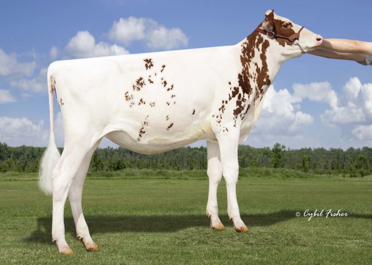 Henkesee L Addison-Red-ET | Daughter of 94HO18820 Addison*RC | Owned by Leah Ann Lange
