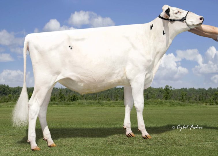 River-Divide Denver Enver | Daughter of 94HO18518 Denver | Owned by River Divide Dairy