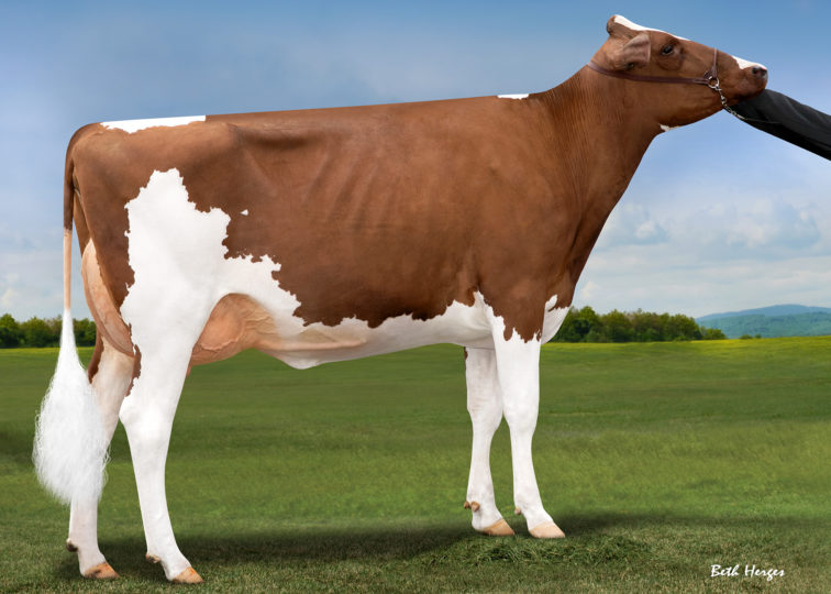Greenlea Ad Avery-Red-ET, VG-87 | Daughter of 94HO0898 Addiction-P-Red | Owned by Golden Oaks Farm