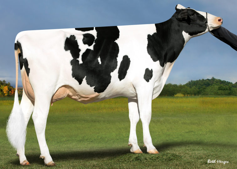 Heatherstone Marilyn, VG-88 | Daughter of 94HO17998 Crush | Owned by Kellercrest Reg. Holstein Inc