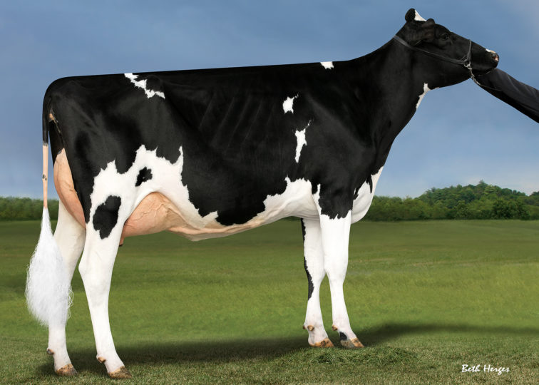 Jeffrey-Way Super Sass, EX-92 | Daughter of 94HO17973 Hypnotic*RC | Owned by Brooks Hendrickson