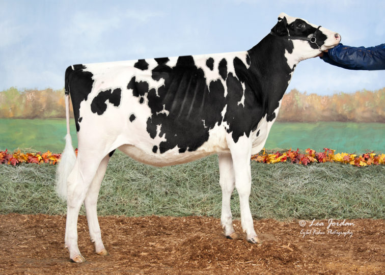 Windy-Knoll-View Chainey | Daughter of 94HO18921 Bentley-P | Owned by Windy Knoll View Holsteins