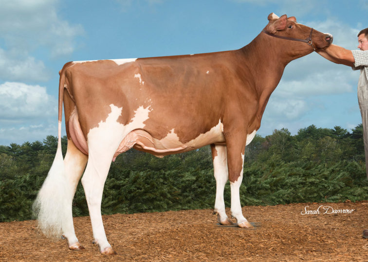 Both-Haven Lady In-Red-ET, VG-86 | Daughter of 94HO0898 Addiction-P-Red | Owned by Ullom & Tiffany