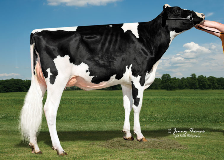 Morrill Hypnotic 3569-ET, VG-85 | Daughter of 94HO17973 Hypnotic*RC | Owned by Robert & Ryan Morrill