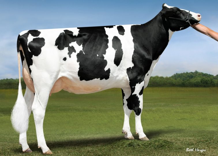 Luck-E Ammo Artillery-ET, EX-92 | Daughter of 94HO18241 Ammo-P*RC | Owned by Joseph Engel