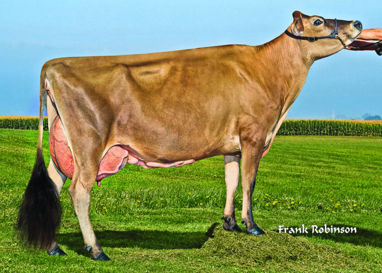 Ahlem Legal Ruth 37900, 93% | Dam of 94JE4198 Rockwell