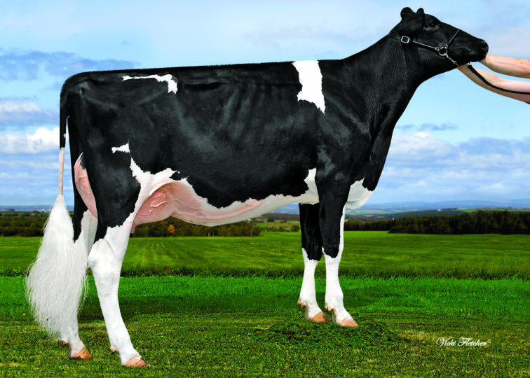 Belfast Denver Beat, VG-85 | Daughter of 94HO18518 Demver | Owned by Belfast Holsteins Enr & Jeremy Bazaillacq