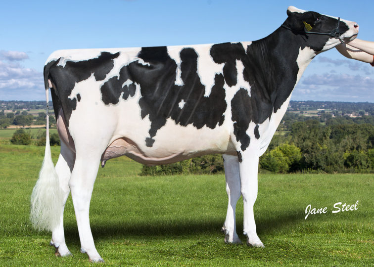 Knowlesmere Denver Diamond, VG-86 | Daughter of 94HO18518 Denver | Owned by Laird Farming Co