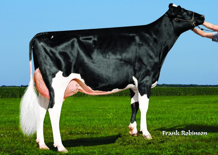 Pacheco Coronado 7126-Grade | Daughter of 94HO18540 Coronado | Owned by Pacheco Dairy Inc