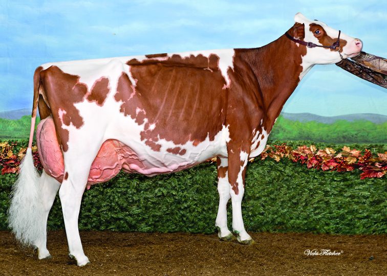 Ms Apple Snapple-Red-ET, EX-96 | 2nd Dam of 94HO19826 Showtime*RC