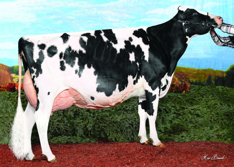 Eastriver A Shock Nettie, EX-94 2E | Daughter of 94HO14105 Aftershock | Reserve Grand Champion, Brome Fair 2015 | Owned by Ferme Mr Chagnon Inc & Olivier Fontaine