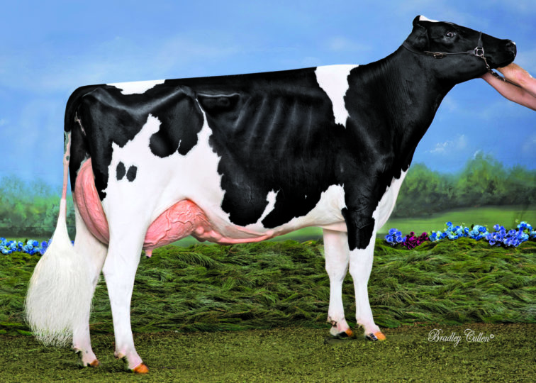 Mitch Aftershock Irene, EX-90 | Daughter of 94HO14105 Aftershock | Owned by Mitch Holsteins, AUS
