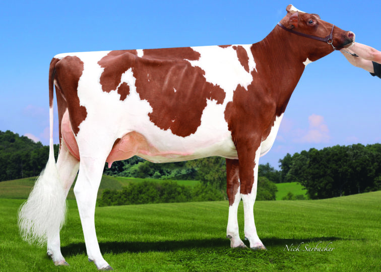 Crescentmead-DF Tink-Red, VG-88 | Daughter of 94HO0895 Addiction-P-Red | Owned by Grady & Lane Wendorf