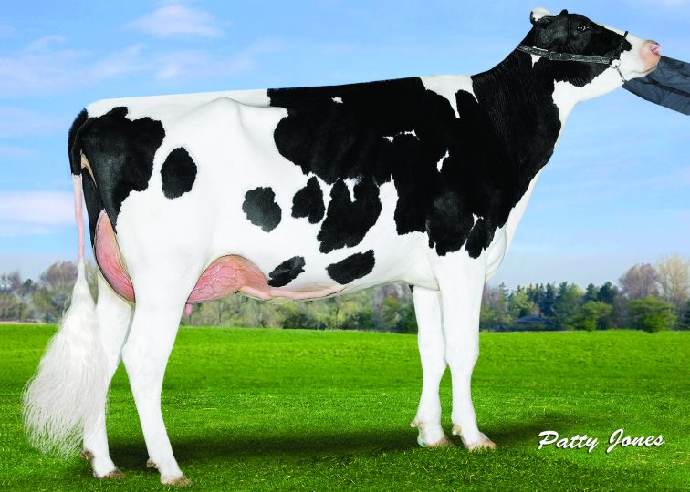 Brabantdale Jacoby Armenia, VG-86 | 2nd Dam of 94HO19827 Allegiant-P*RC