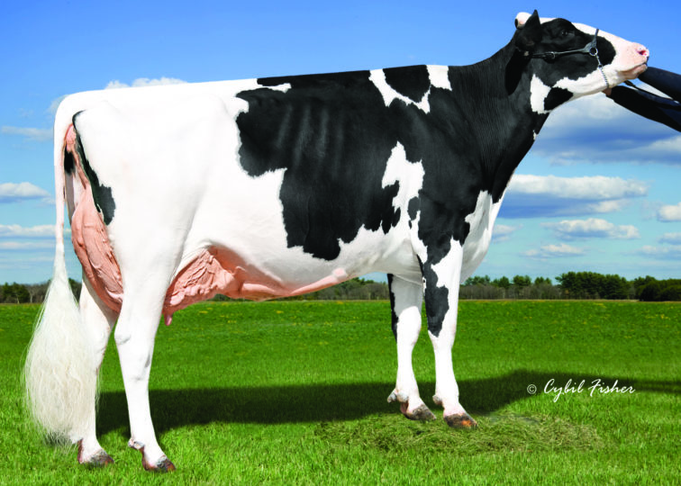 Kings-Ransom MG Cleavage-ET, EX-95 | 2nd Dam of 94HO19123 Conclusion