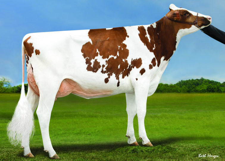 Heatherstone Aries-Red, GP-84 | Daughter of 94HO17993 Daniel*RC | Owned by Holstrine Cattle