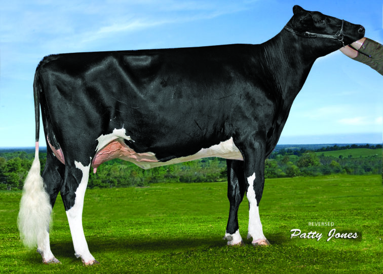 Liddleholme Lotto-ET, GP-83 | Daughter of 94HO18095 Bailey*RC | Owned by Avant-Garde Group