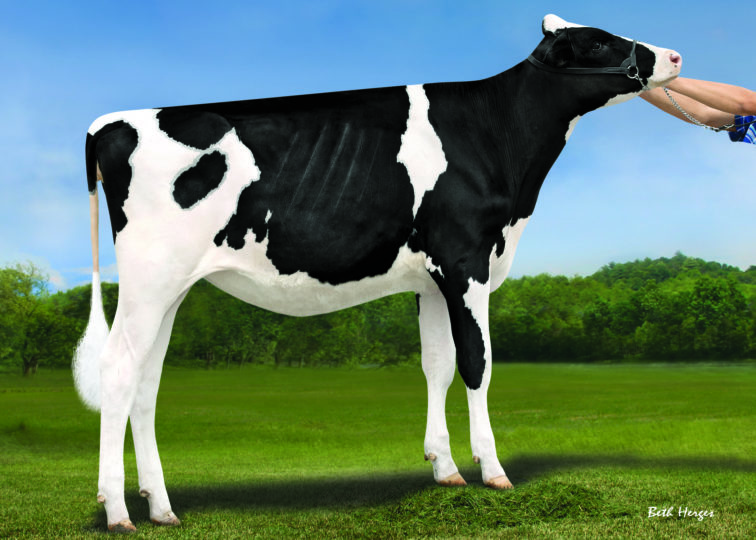 Apple-Pts Artist Alma-ET | Daughter of 94HO18700 Artist | Owned by Le-O-La Holsteins